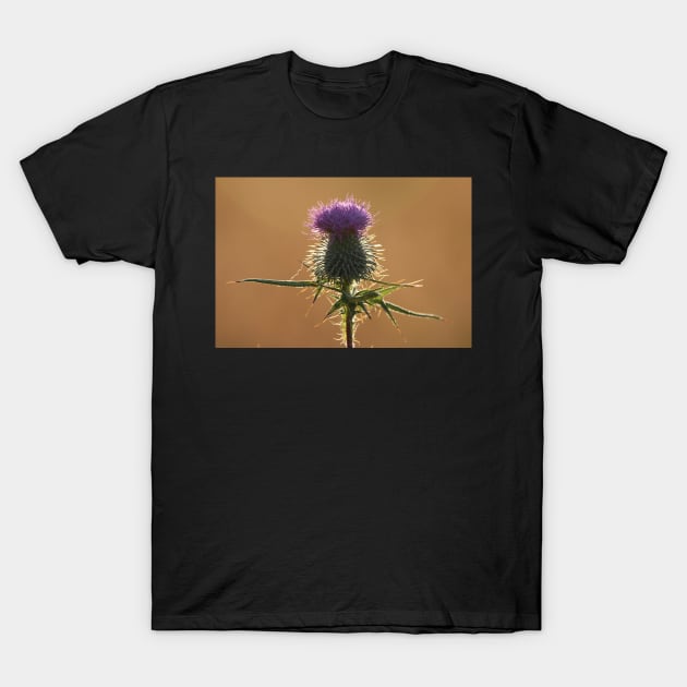 Thistle T-Shirt by orcadia